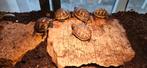 Jonge schildpadjes landschildpadden, Schildpad, Tam, 0 tot 2 jaar