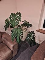 Monstera plant, Huis en Inrichting, Ophalen, Halfschaduw, Minder dan 100 cm