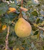 Saint Remy stoofperen, Ophalen