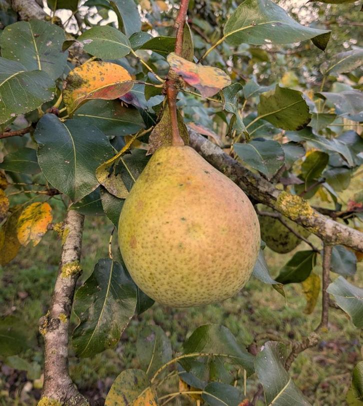 Saint Remy stoofperen, Diversen, Levensmiddelen, Ophalen