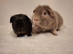 US-teddy lavendel en gladhaar zwart tan cavia beer, Mannelijk, Cavia, Voor 1 juli 2024, Tam