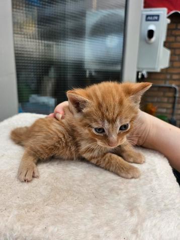 4 lieve kittens zoeken een fijn huis  beschikbaar voor biedingen