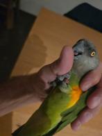 Bonte boer pop, Dieren en Toebehoren, Vogels | Parkieten en Papegaaien, Vrouwelijk, Papegaai