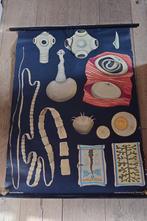 Grote schoolplaat uit 1955, Antiek en Kunst, Antiek | Schoolplaten, Ophalen of Verzenden, Natuur en Biologie