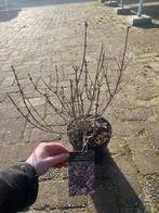 Weigela struik - prachtige bloemen!, Volle zon, Vaste plant, Lente, Ophalen