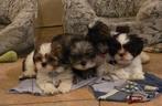 Shih Tzu pup reu 3 kleur, teefje merle, teefje bruin wit, Dieren en Toebehoren, Honden | Chihuahua's en Gezelschapshonden, Overige rassen