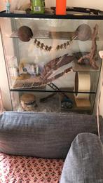 Glazen knaagdieren kooi - rat, gebril, degoe - 75x40x100 cm, Dieren en Toebehoren, Gebruikt, 75 tot 110 cm, Ophalen, Minder dan 60 cm