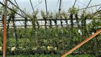 Toscaanse jasmijnen volle planten, klasse 1. 100 tot 200 cm, Overige soorten, Haag, Ophalen of Verzenden, 100 tot 250 cm