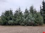Kerstbomen te koop, Ophalen, Bloeit niet, Volle zon, Overige soorten