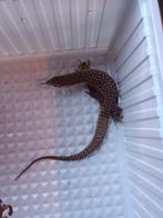 1.1 varanus acanthurus, Hagedis, 0 tot 2 jaar