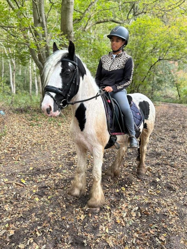 Tinker ruin van 4 jaar, Dieren en Toebehoren, Pony's, Merrie, Dressuurpony, 3 tot 6 jaar