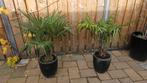 2 Palmen in pot, Ophalen, Bloeit niet, Overige soorten
