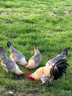 Broedeieren Friese kippen., Dieren en Toebehoren, Pluimvee, Geslacht onbekend, Kip