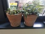 Mooie kamerplanten in terracotta potten, Ophalen, Halfschaduw