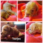 Prachtige Australian Labradoodle F4B Pups!, Rabiës (hondsdolheid), Overige rassen, 8 tot 15 weken, Meerdere