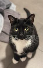 Katertje 3 jaar, Kater