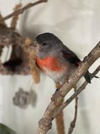 2 koppels kapoetsensijzen 2025 te koop, Dieren en Toebehoren, Meerdere dieren