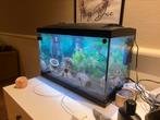 Aquarium 100 liter, Ophalen, Zo goed als nieuw, Gevuld zoetwateraquarium