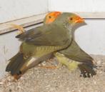 binsen astrildes, Dieren en Toebehoren, Meerdere dieren, Tropenvogel, Geringd