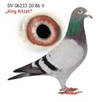 Doffer(achterkleinzoon) Kittel -Dirk van den Bulck, Dieren en Toebehoren, Vogels | Duiven, Mannelijk, Postduif