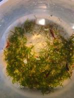 Garnalen Cherrys rood, Dieren en Toebehoren, Vissen | Aquariumvissen, Kreeft, Krab of Garnaal