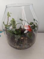 plantjes in glazen bol vaas, Huis en Inrichting, Kamerplanten, Ophalen, Overige soorten, Halfschaduw, In pot