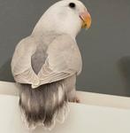 Lieve Hand Tamme Agapornis Dwergpapegaai Diverse kleuren, Meerdere dieren, Dwergpapegaai of Agapornis, Tam