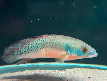 Crenicichla rosemarie Arowana Cichla datnioides potamotrygon beschikbaar voor biedingen