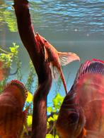 Zweepstaart meerval - Sturisoma Aureum, Dieren en Toebehoren, Vissen | Aquariumvissen, Vis