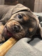 Prachtige hybrid bulldog pups sociaal en huiselijk, Parvo, 8 tot 15 weken, Bulldog, Meerdere