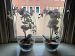 Robuuste glazen vazen met kunst orchidee, Huis en Inrichting, Woonaccessoires | Vazen, Ophalen, Overige kleuren, 50 tot 75 cm