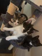 Lieve kittens, Dieren en Toebehoren, Katten en Kittens | Raskatten | Korthaar, Geslacht onbekend, Ontwormd, 0 tot 2 jaar