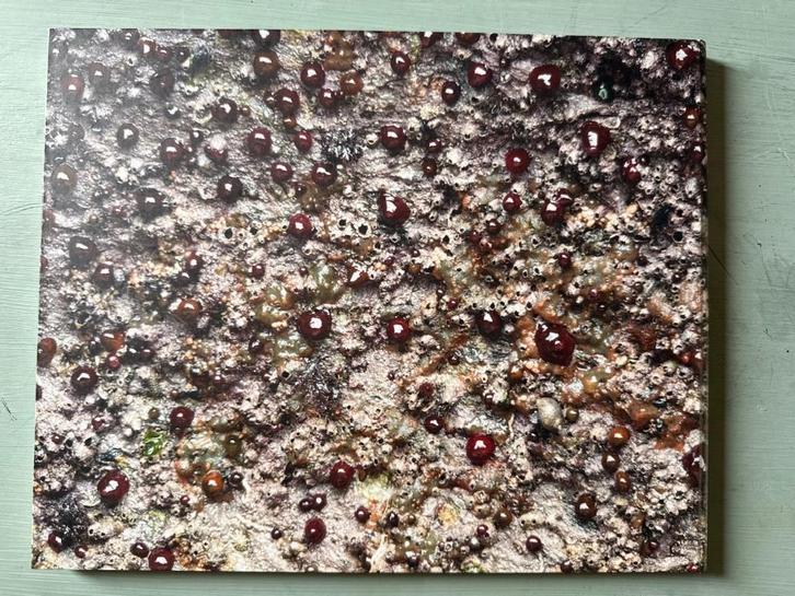 Wout Berger - Like Birds - Fotoboek, Antiek en Kunst, Kunst | Tekeningen en Foto's, Ophalen of Verzenden