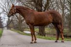 14 jarige Allround vos merrie, Dieren en Toebehoren, Paarden, B, 160 tot 165 cm, 11 jaar of ouder, Recreatiepaard