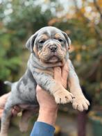 Bullforce Old English Bulldog pracht teefjes 2000€, Dieren en Toebehoren, Nederland, 8 tot 15 weken, Meerdere, Meerdere dieren