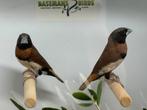 Bruinborst rietvink - Lonchura castaneothorax, Meerdere dieren, Tropenvogel, Geringd