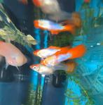 Raszuivere koi guppen, Dieren en Toebehoren, Vis, Zoetwatervis, Schoolvis