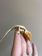Wimpergekko lilly white pv, Dieren en Toebehoren, Reptielen en Amfibieën, Hagedis, Tam, 0 tot 2 jaar
