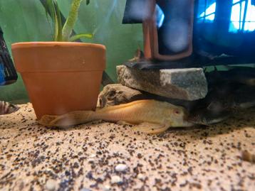 Albino gibbyceps  beschikbaar voor biedingen