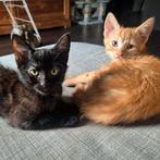 Lieve kittens, 16 weken, op zoek naar gouden mandje!, Dieren en Toebehoren, Katten en Kittens | Overige Katten, Meerdere dieren