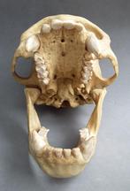 Jaar 1955 Kunststoffen Schedel Aap Chimpansee Taxidermie, Verzamelen, Dierenverzamelingen, Ophalen of Verzenden, Gebruikt, Wild dier