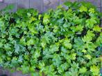 Fatsia japonica Vingerplant (tuinplant), Tuin en Terras, Planten | Tuinplanten, Volle zon, Vaste plant, Winter, Ophalen