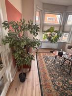 Kunstplant Ficus, Huis en Inrichting, Ophalen, Ficus, Halfschaduw, In pot