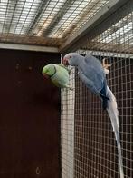 Mooi koppel halsbandparkieten, Dieren en Toebehoren, Vogels | Parkieten en Papegaaien, Meerdere dieren, Parkiet