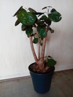 Elegante kamerplant polyscias fabian, 100 tot 150 cm, Overige soorten, In pot, Groene kamerplant