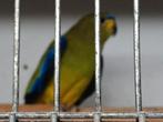 Elegant parkiet  man, Dieren en Toebehoren, Vogels | Parkieten en Papegaaien, Mannelijk, Parkiet