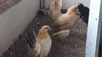Serama, Dieren en Toebehoren, Pluimvee, Meerdere dieren, Kip