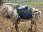 Weide gezocht voor minipaardjes, Weidegang, 2 of 3 paarden of pony's
