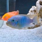Metriaclima Aurora man, Dieren en Toebehoren, Vissen | Aquariumvissen, Vis