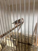Zebravinken, Dieren en Toebehoren, Ophalen, Overige typen